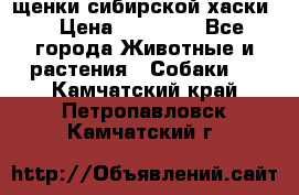 щенки сибирской хаски  › Цена ­ 10 000 - Все города Животные и растения » Собаки   . Камчатский край,Петропавловск-Камчатский г.